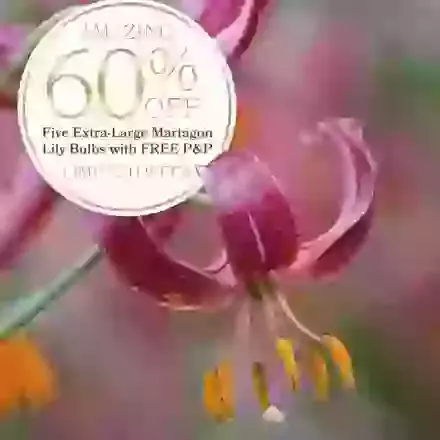 Five Extra-Large Martagon Lily Bulbs 60 Percent Off